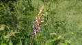 Orchis odoratissima3.jpg
